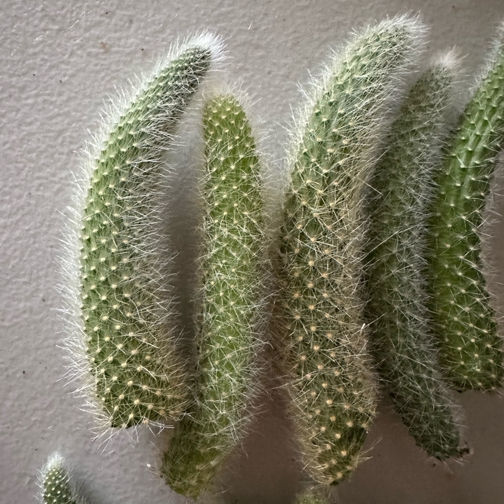 5 monkey tails cuttings 4” each
